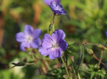 Clarkes Storchschnabel &#8218;Kashmir Blue&#8216;, Geranium clarkei &#8218;Kashmir Blue&#8216;, Topfware