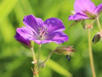 Clarkes Storchschnabel &#8218;Kashmir Purple&#8216;, Geranium clarkei &#8218;Kashmir Purple&#8216;, Topfware