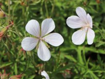 Clarkes Storchschnabel &#8218;Kashmir White&#8216;, Geranium clarkei &#8218;Kashmir White&#8216;, Topfware