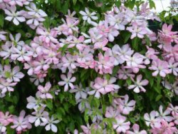 Clematis 'Ai-Nor', 50-100 cm, Containerware