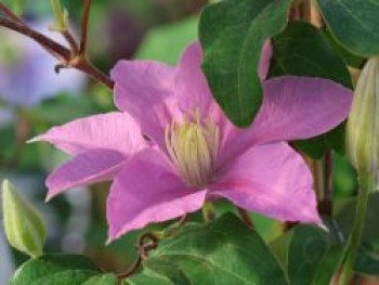 Clematis &#8218;Alaina&#8216;, 60-100 cm, Containerware