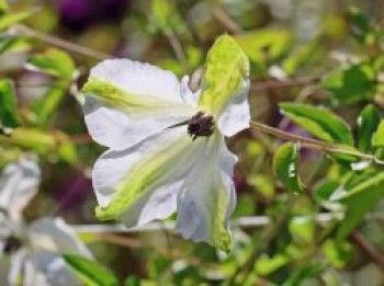 Clematis &#8218;Alba Luxurians&#8216;, 60-100 cm, Clematis viticella &#8218;Alba Luxurians&#8216;, Containerware