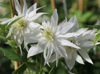 Clematis &#8218;Albina Plena&#8216;, 60-100 cm, Clematis alpina ssp. sibirica &#8218;Albina Plena&#8216;, Containerware