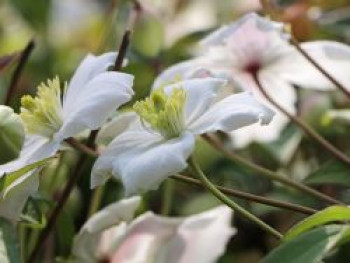 Clematis &#8218;Alexander&#8216;, 60-100 cm, Clematis montana &#8218;Alexander&#8216;, Containerware