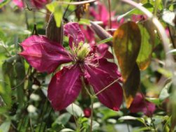 Clematis &#8218;Alita&#8216;, 60-100 cm, Containerware