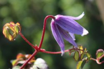 Clematis / Alpenwaldrebe, 100-150 cm, Clematis alpina, Containerware