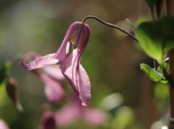 Clematis &#8218;Alyonushka&#8216;, Clematis integrifolia &#8218;Alyonushka&#8216;, Containerware