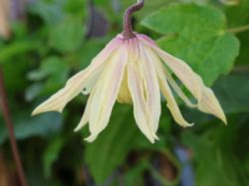 Clematis &#8218;Amber&#8216;, Clematis chiisanensis &#8218;Amber&#8216;, Containerware