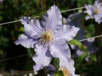 Waldrebe 'Angelique', 50-100 cm, Clematis 'Angelique', Containerware