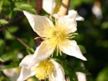 Clematis &#8218;Anita&#8216;, 60-100 cm, Clematis tangutica &#8218;Anita&#8216;, Containerware