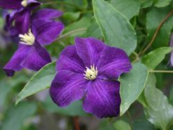 Clematis &#8218;Aotearoa&#8216;, 60-100 cm, Clematis viticella &#8218;Aotearoa&#8216;, Containerware