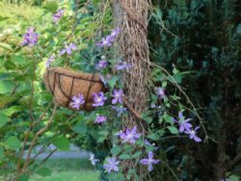 Clematis &#8218;Arabella&#8216;, Clematis integrifolia &#8218;Arabella&#8216;, Containerware