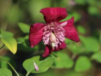 Waldrebe &#8218;Avant-Garde&#8216;, 60-100 cm, Clematis viticella &#8218;Avant-Garde&#8216;, Containerware