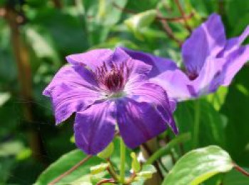 Clematis 'Baltyk', 60-100 cm, Containerware