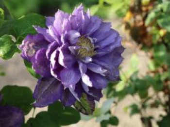 Clematis 'Beauty of Worcester', 50-100 cm, Containerware