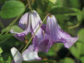 Clematis &#8218;Betty Corning&#8216;, 60-100 cm, Clematis viticella &#8218;Betty Corning&#8216;, Containerware