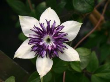 Clematis &#8218;Bicolor&#8216; / &#8218;Sieboldii&#8216;, 60-100 cm, Clematis florida &#8218;Bicolor&#8216; / &#8218;Sieboldii&#8216;, Containerware