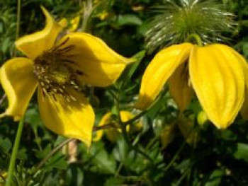 Clematis &#8218;Bill McKenzie&#8216;, 60-100 cm, Clematis orientalis &#8218;Bill McKenzie&#8216;, Containerware