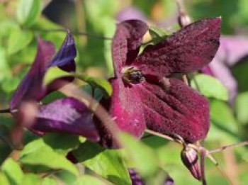 Clematis &#8218;Black Prince&#8216;, 60-100 cm, Clematis viticella &#8218;Black Prince&#8216;, Containerware