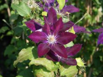 Clematis &#8218;Black Tea&#8216;, 60-100 cm, Containerware