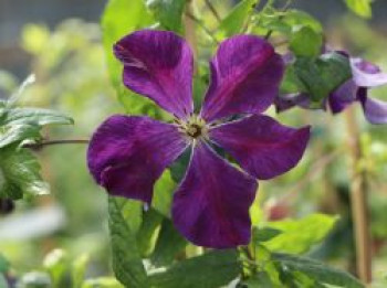 Clematis &#8218;Blue Belle&#8216;, 60-100 cm, Clematis viticella &#8218;Blue Belle&#8216;, Containerware