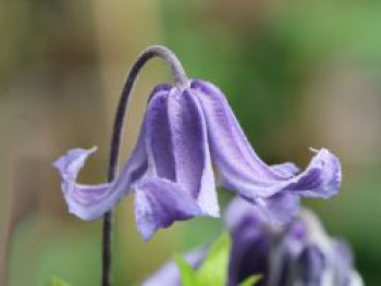 Clematis 'Blue Boy', Clematis integrifolia 'Blue Boy', Containerware