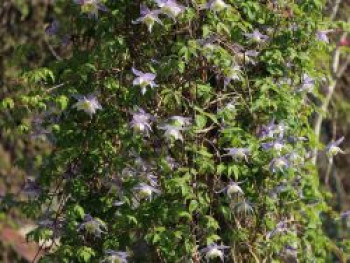 Clematis &#8218;Blue Princess&#8216;, 60-100 cm, Clematis alpina &#8218;Blue Princess&#8216;, Containerware