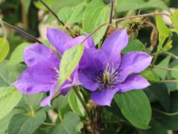 Clematis Boulevard ® 'Olympia' Evipo099, 50-100 cm, Containerware