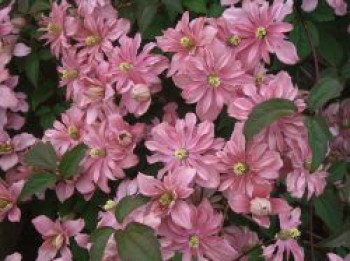 Clematis &#8218;Broughton Star&#8216;, 60-100 cm, Clematis montana &#8218;Broughton Star&#8216;, Containerware