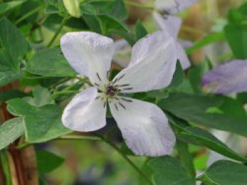 Clematis 'Caerulea Luxurians', 60-100 cm, Clematis viticella 'Caerulea Luxurians', Containerware