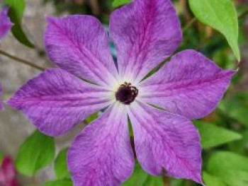 Clematis 'Cloudburst', 50-100 cm, Containerware