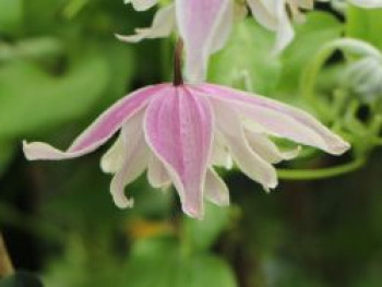 Clematis &#8218;Constance&#8216; / Alpenwaldrebe, 60-100 cm, Clematis alpina &#8218;Constance&#8216;, Containerware