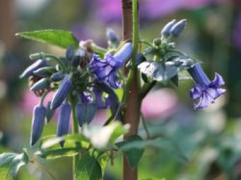 Clematis 'Cote d'Azur', Clematis heracleifolia 'Cote d'Azur', Topfware