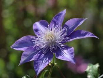 Waldrebe &#8218;Crystal Fountain&#8216; / &#8218;Fairy Blue&#8216;, 60-100 cm, Clematis &#8218;Crystal Fountain&#8216; / &#8218;Fairy Blue&#8216;, Containerware