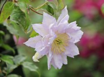 Clematis &#8218;Dancing King&#8216;, 60-100 cm, Containerware