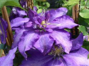 Clematis 'Daniel Deronda', 50-100 cm, Containerware