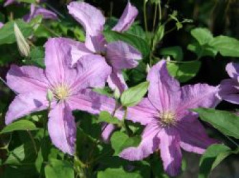 Clematis &#8218;Danuta&#8216;, 60-100 cm, Containerware