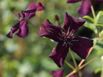 Clematis &#8218;Dark Eyes&#8216;, 60-100 cm, Clematis viticella &#8218;Dark Eyes&#8216;, Containerware