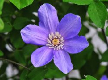 Clematis &#8218;Delightful Scent&#8216;, 60-100 cm, Clematis viticella &#8218;Delightful Scent&#8216;, Containerware