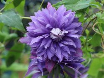 Clematis &#8218;Diamantina&#8216;, 60-100 cm, Containerware