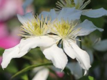 Clematis &#8218;Dr. Penelope&#8216; ®, 60-100 cm, Clematis montana &#8218;Dr. Penelope&#8216; ®, Containerware