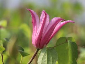 Clematis &#8218;Duchess of Albany&#8216;, 60-100 cm, Clematis texensis &#8218;Duchess of Albany&#8216;, Containerware