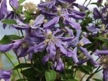 Clematis durandii / Stauden-Clematis, Clematis integrifolia &#8218;Durandii&#8216;, Containerware