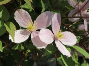 Clematis &#8218;Elizabeth&#8216;, 60-100 cm, Clematis montana &#8218;Elizabeth&#8216;, Containerware