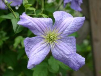 Clematis &#8218;Emilia Plater&#8216;, 60-100 cm, Clematis viticella &#8218;Emilia Plater&#8216;, Containerware