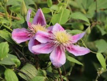 Clematis 'Empress' ®, 50-100 cm, Containerware