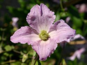 Clematis &#8218;Entel&#8216;, 60-100 cm, Clematis viticella &#8218;Entel&#8216;, Containerware