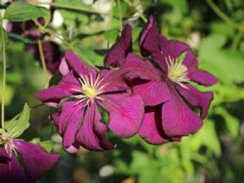 Clematis &#8218;Etoile Violett&#8216;, 60-100 cm, Clematis viticella &#8218;Etoile Violett&#8216;, Containerware