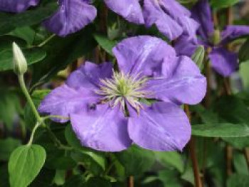 Clematis 'Europa', 60-100 cm, Containerware