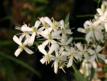 Clematis flammula, 40-60 cm, Containerware